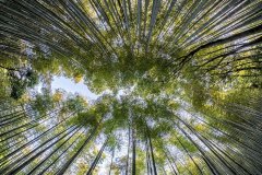 bamboo-1886974_960_720